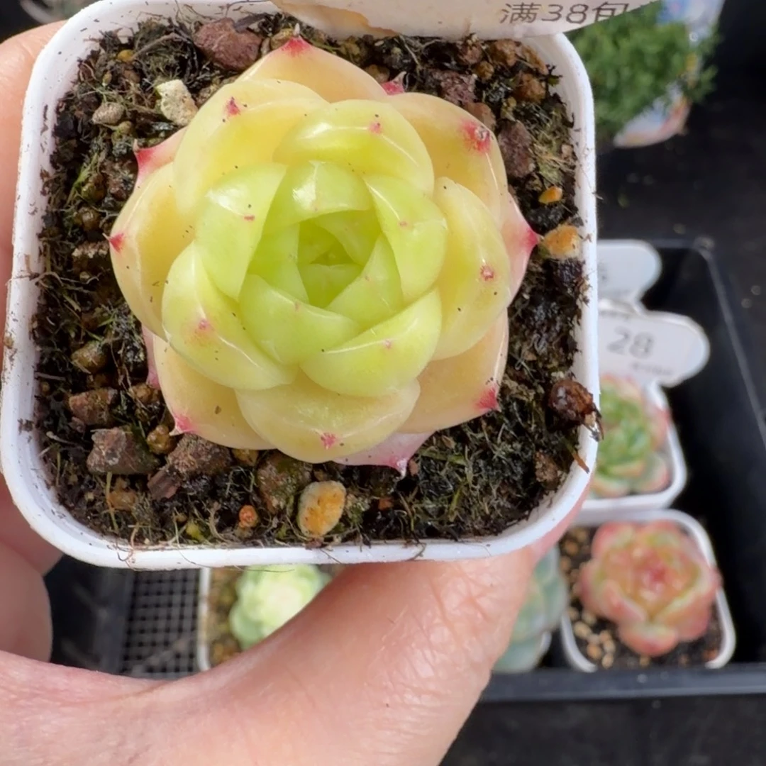 麦秆包子福利单头42号