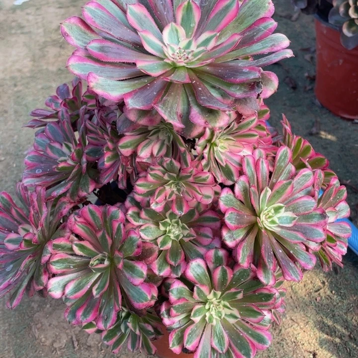 410红铜白精品法师多肉