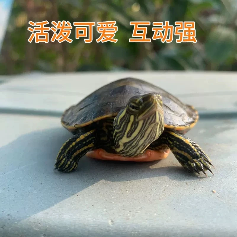 全品西锦！