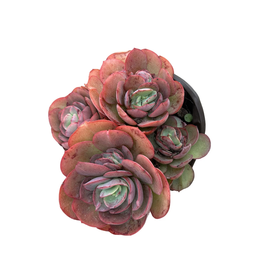 秀妍 多肉植物 （满15包邮 以直播间展示为准）