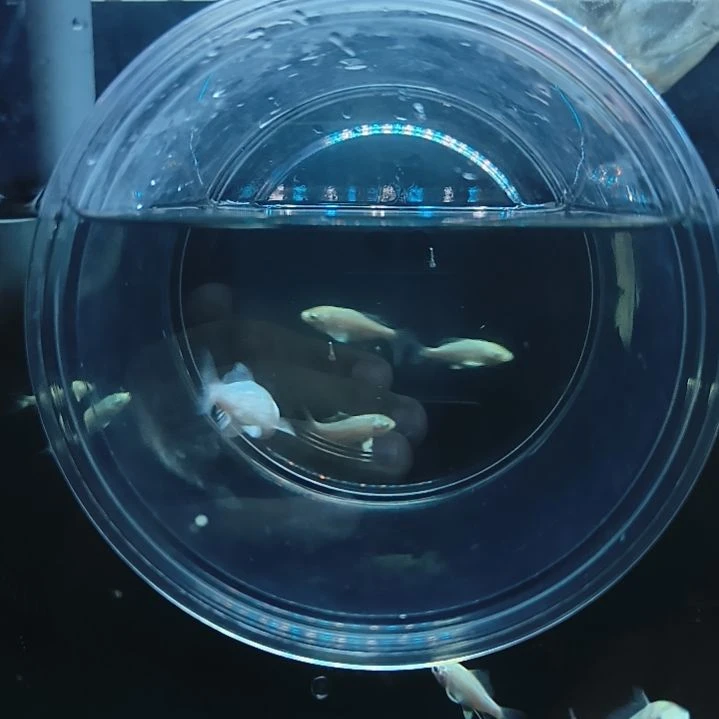 蝴蝶鲤圆头顺背蝴蝶鲤满鳍有张力