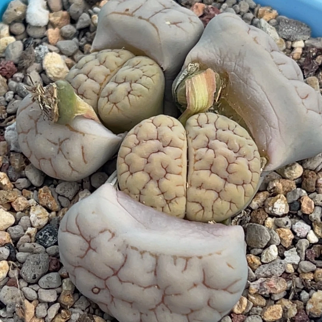 6056双头脑纹189一颗