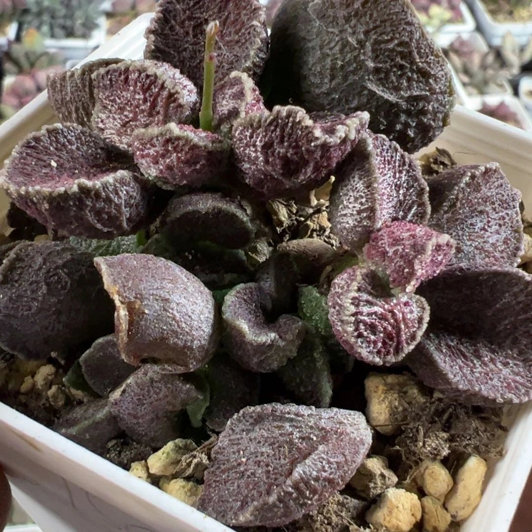 火凤凰水泡多肉植物水泡
