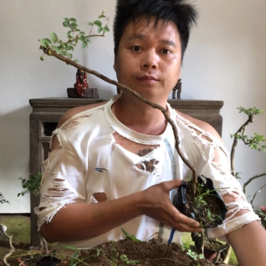 无花朵盆景盆栽植物（不包成活率）