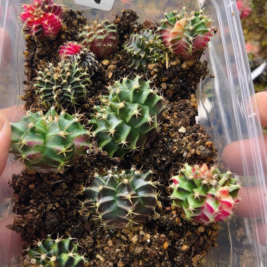 当前无花栽培后可以开花459