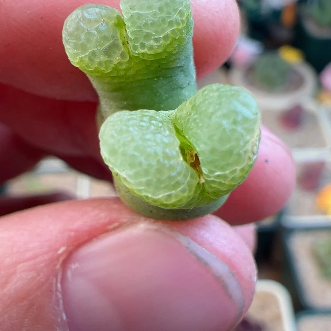 81号pv767泡泡绿眼睛特选……