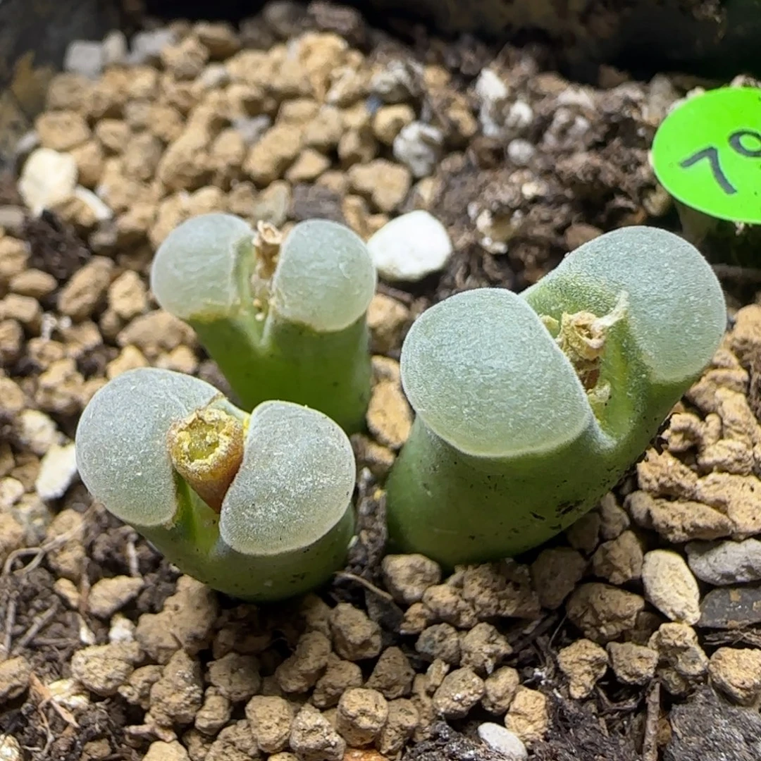 磨砂白窗多肉植物790