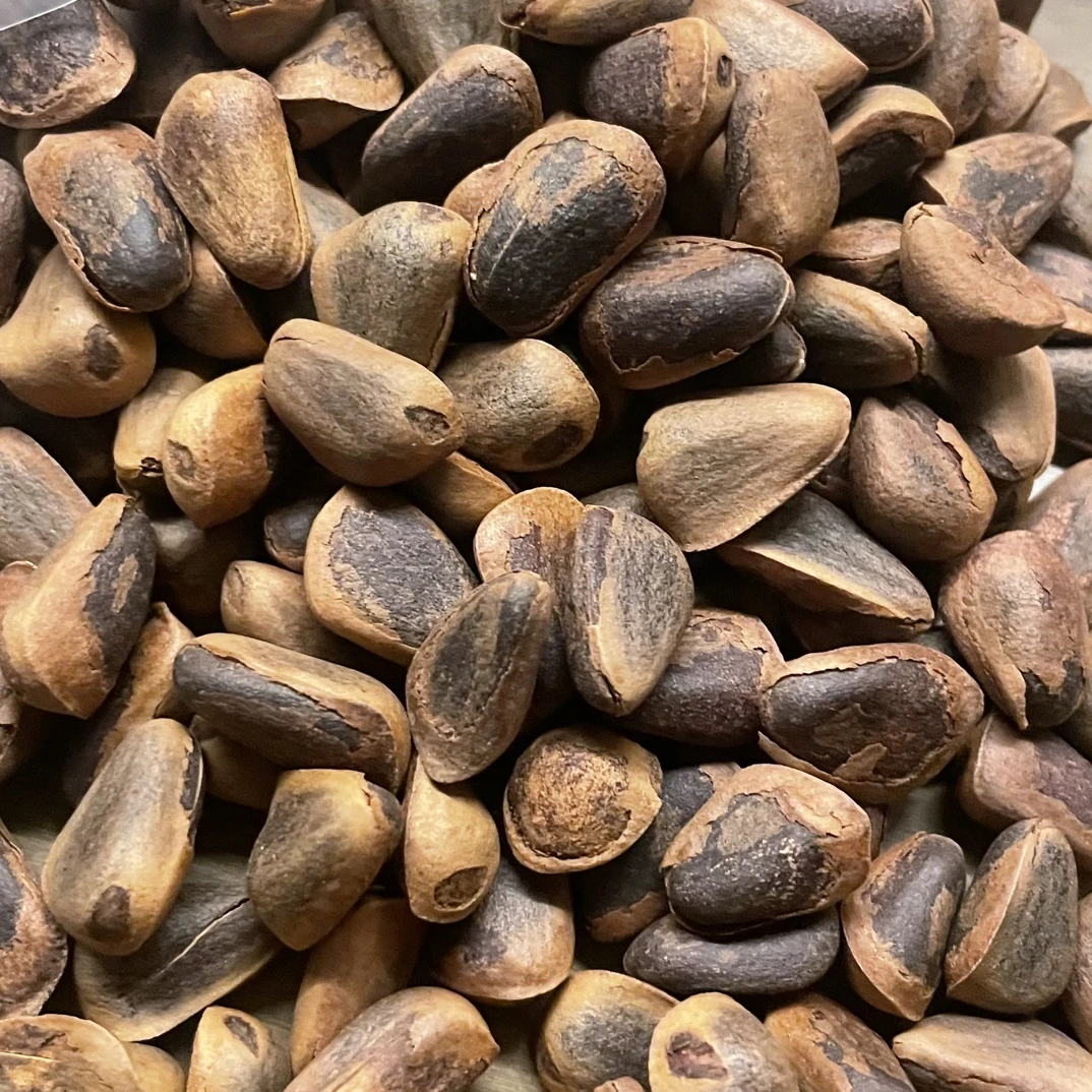 （熟、开口、大颗粒）2025年新货东北直发笨炒熟原味野生红松籽