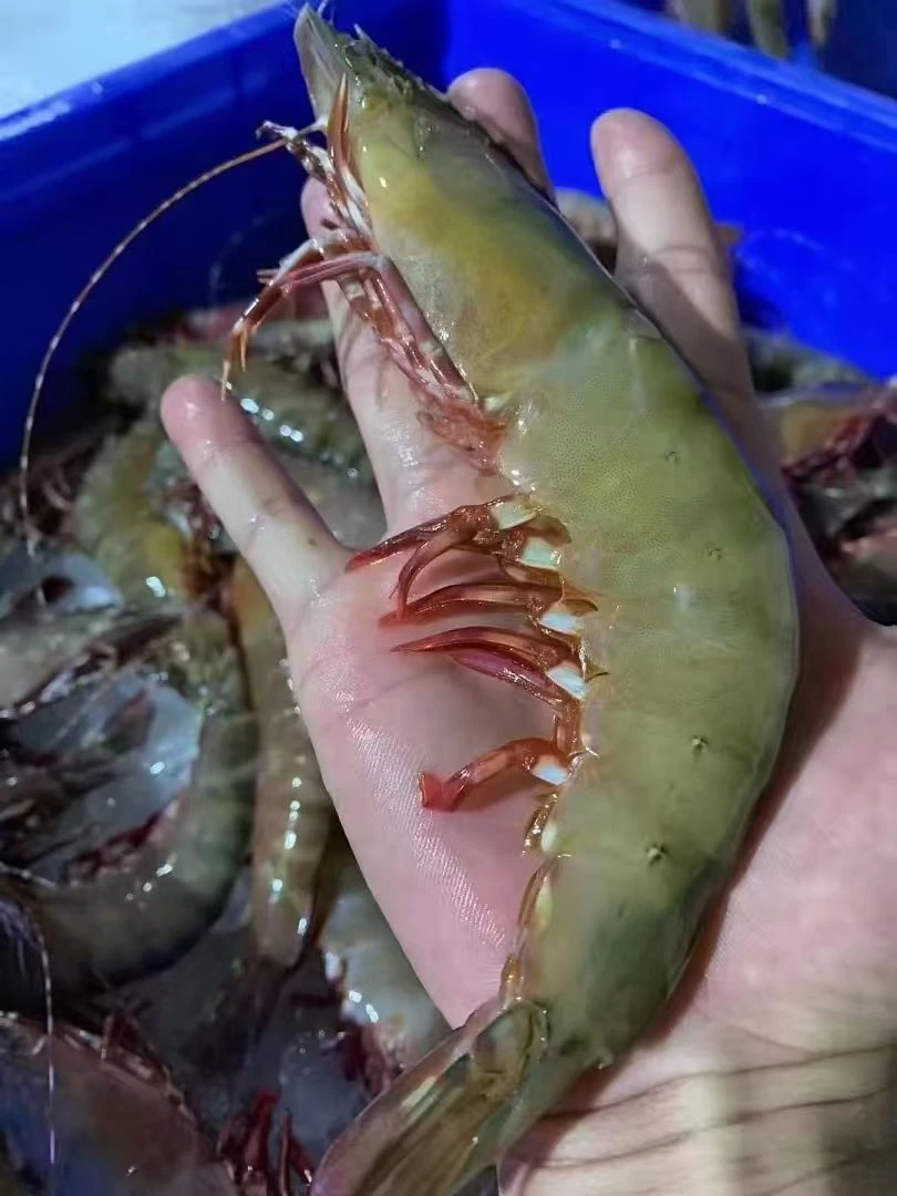 野生深海大青背白刺虾（百分之50带虾膏）