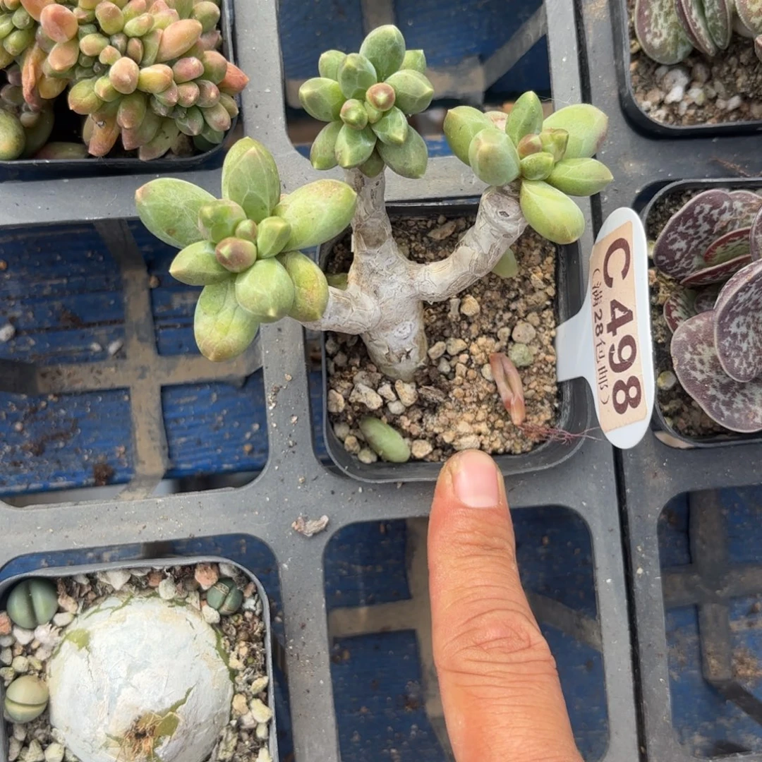 C498千代田一物一拍