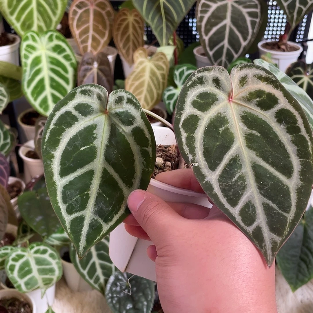 完全开放skg银杂红