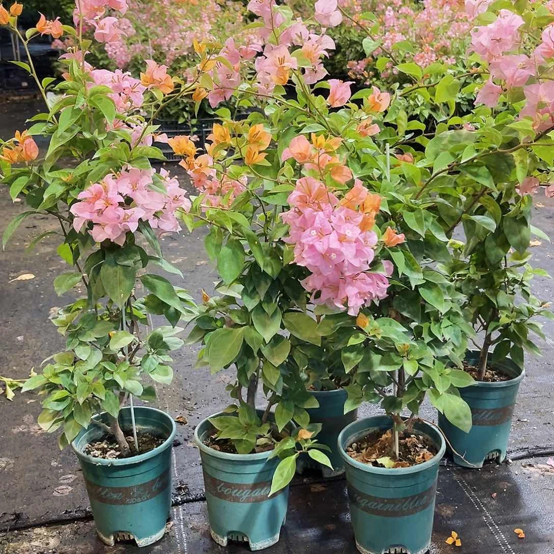 大部分花苞少量开放金发女郎带竹一颗