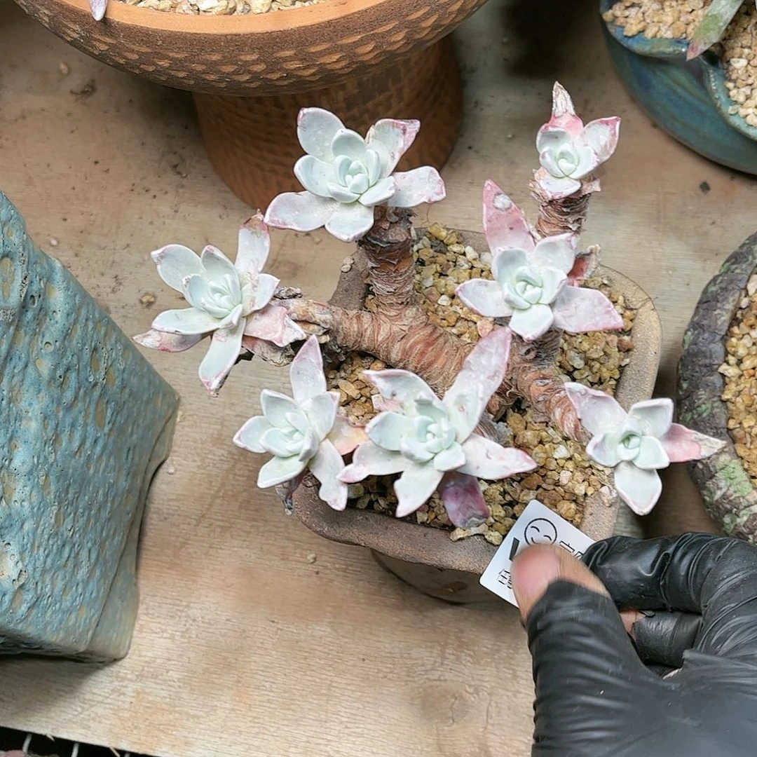 9758泡芙仙女杯多肉