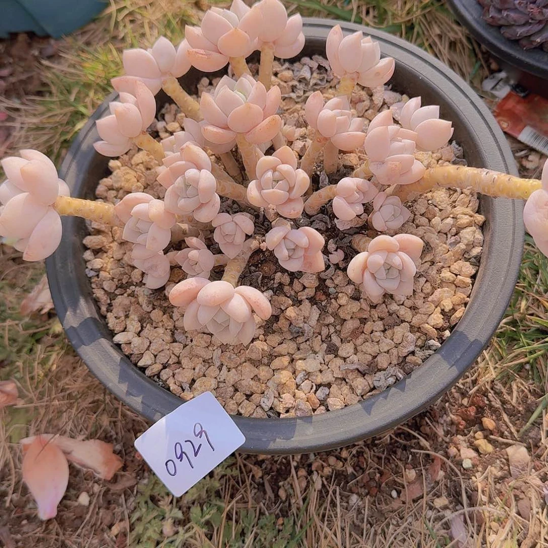 3**50929露林香多肉