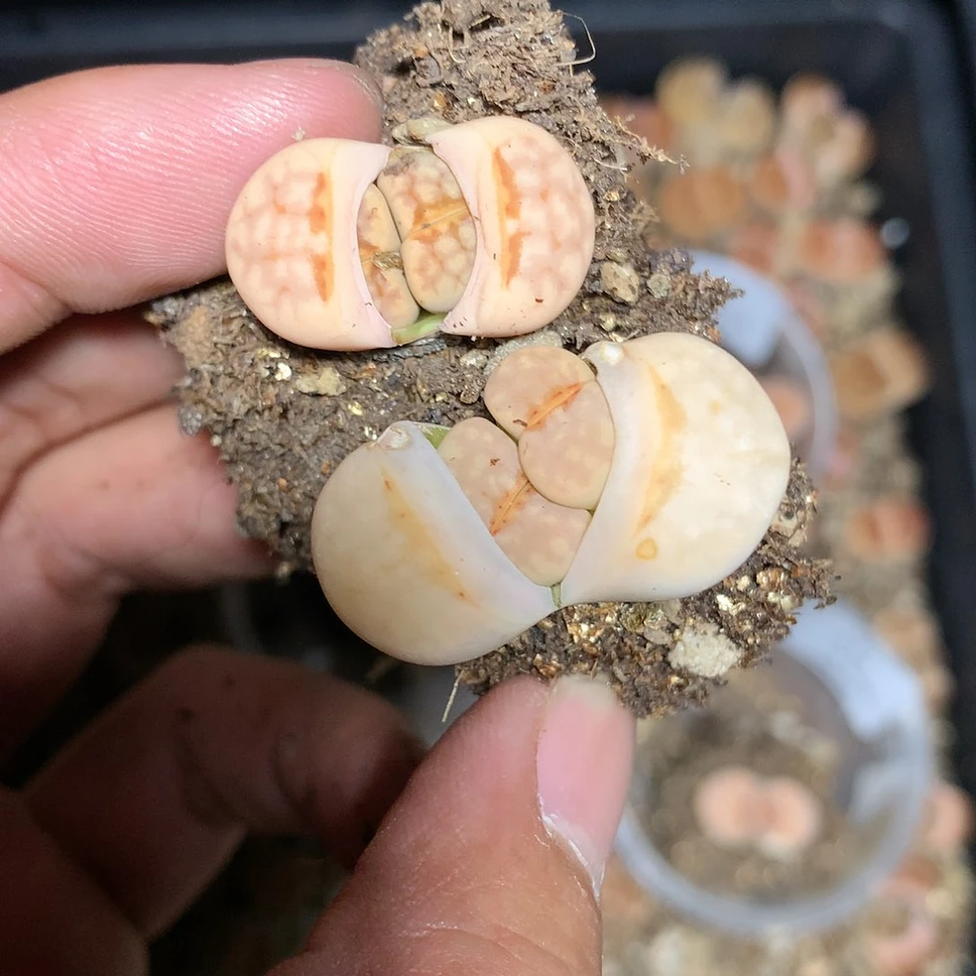 淼*A15多肉植物保护