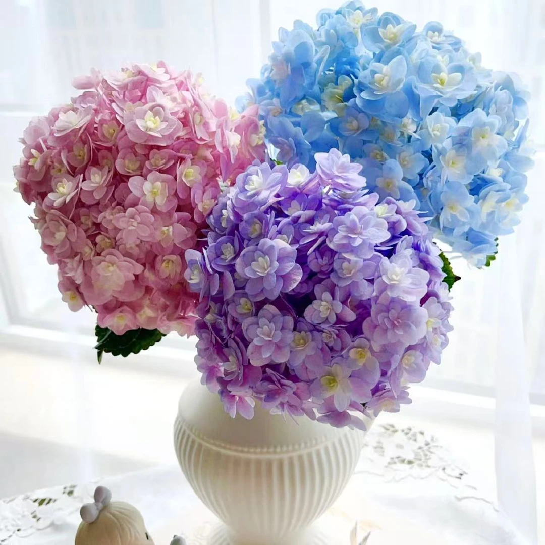 花格格精选【AAA级稀有大绣球花】秋日浪漫绣球 顺丰包邮