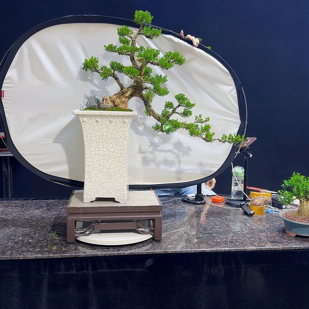 无花朵苦**诣高端黄杨产品系列