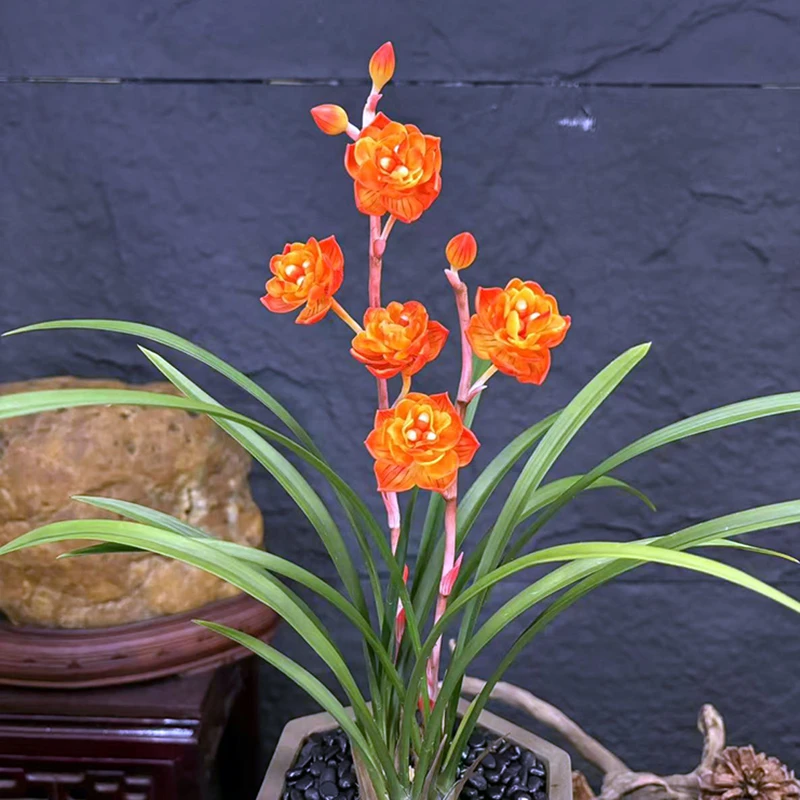 赤焰奇蝶 参展铭品！稀少奇花品种 好养兰花苗花卉