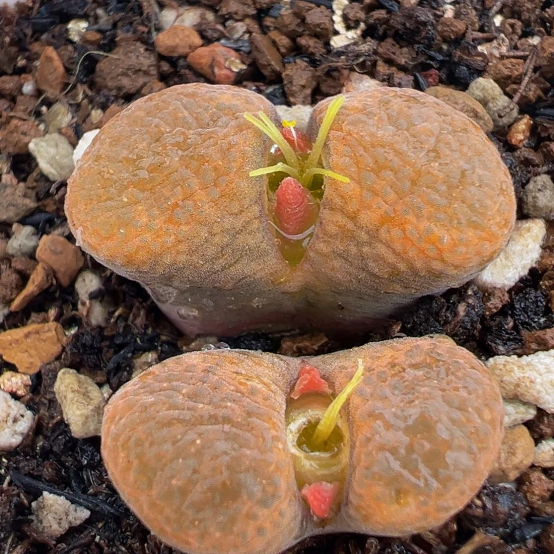 652多肉植物种类多样