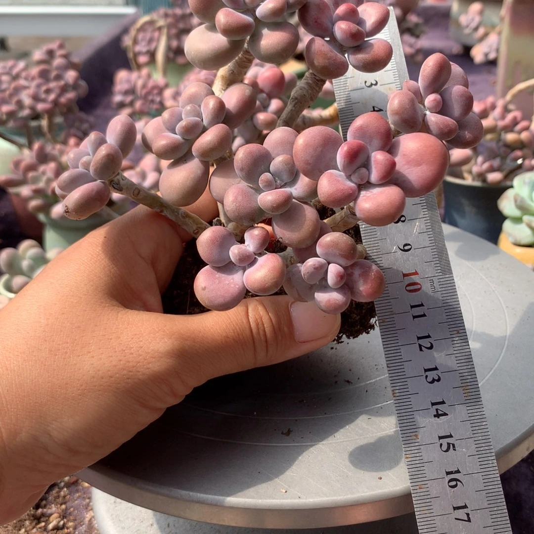 2颗不带盆偏远的不包邮的