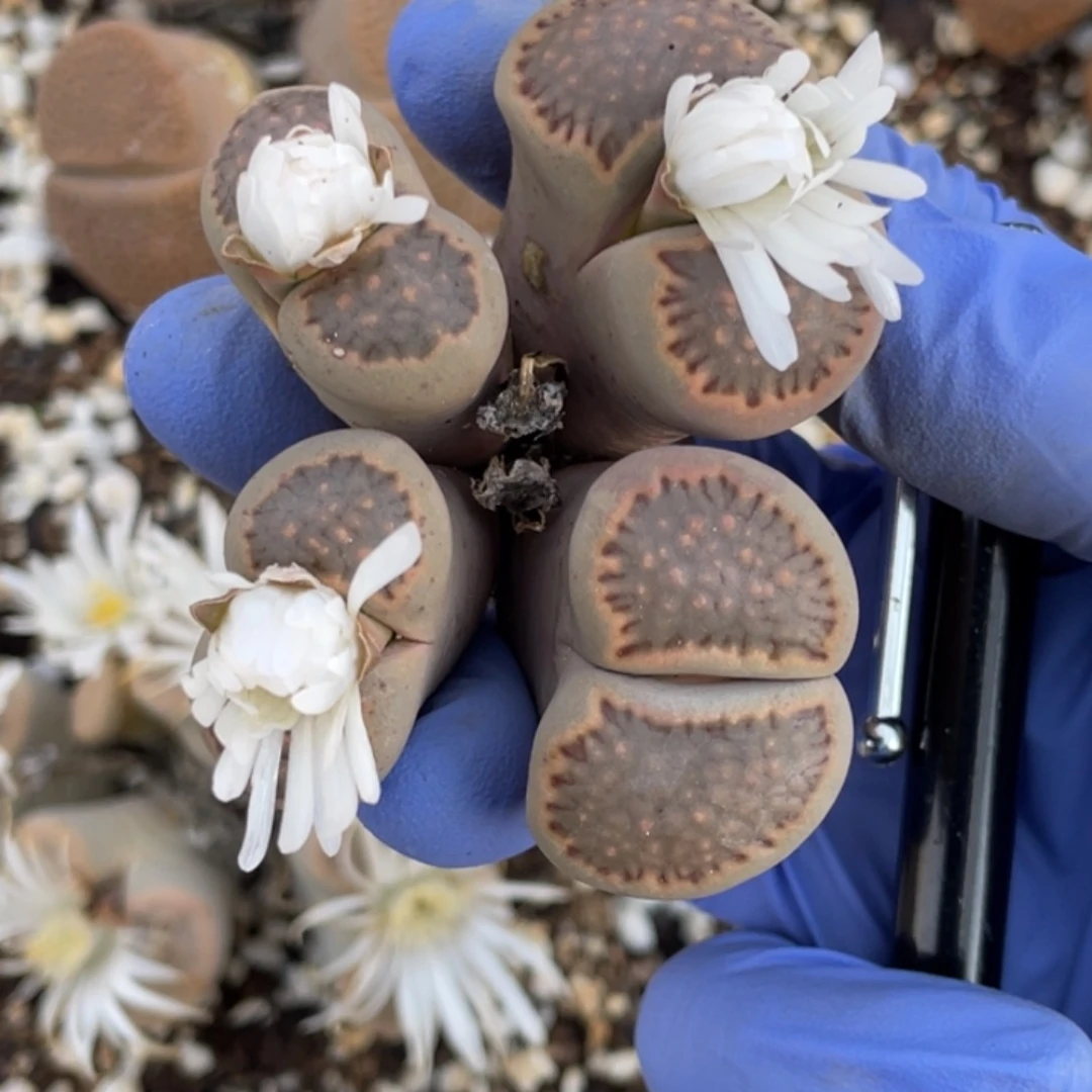 非偏远满20包邮774