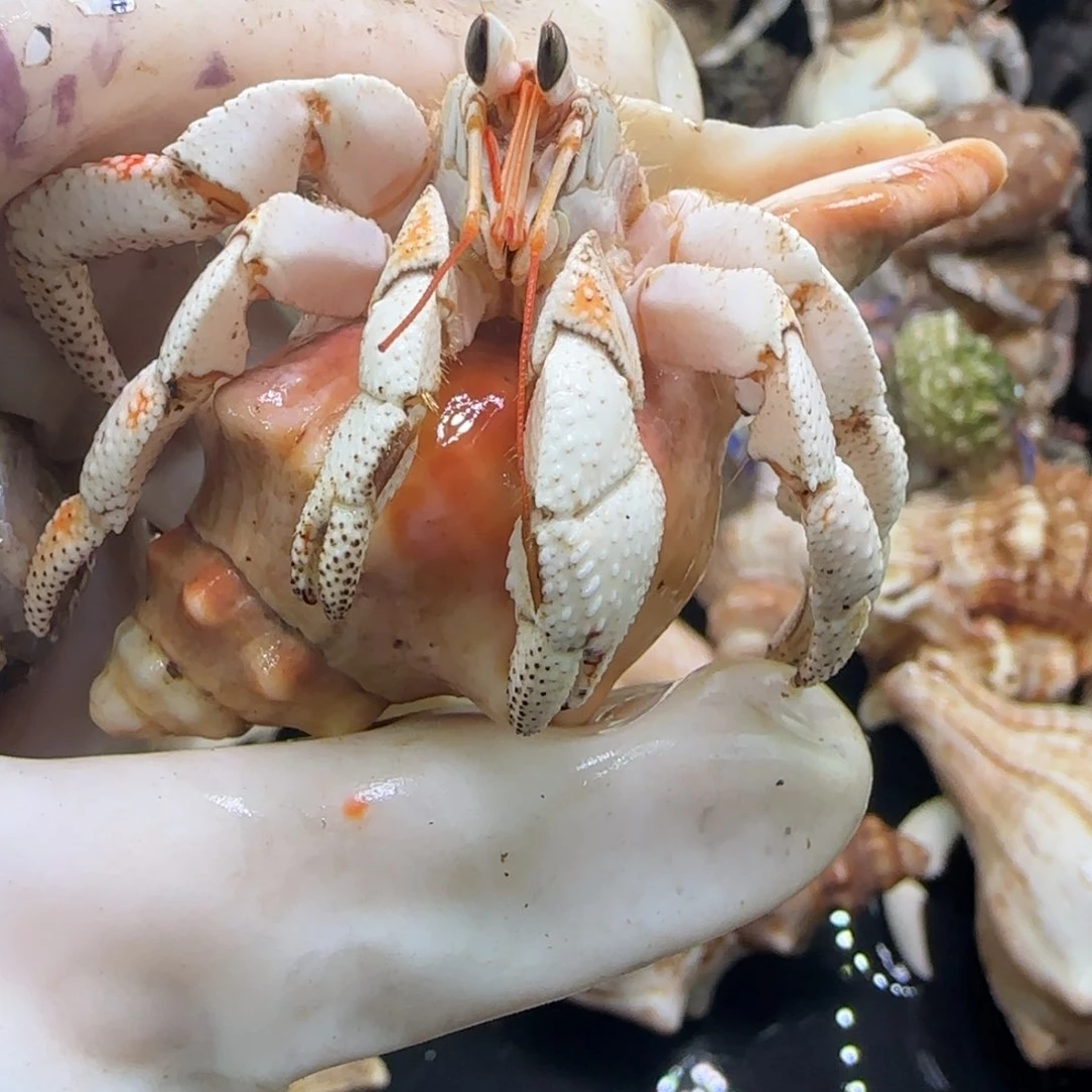 99号 2.5口白白白草福利特价