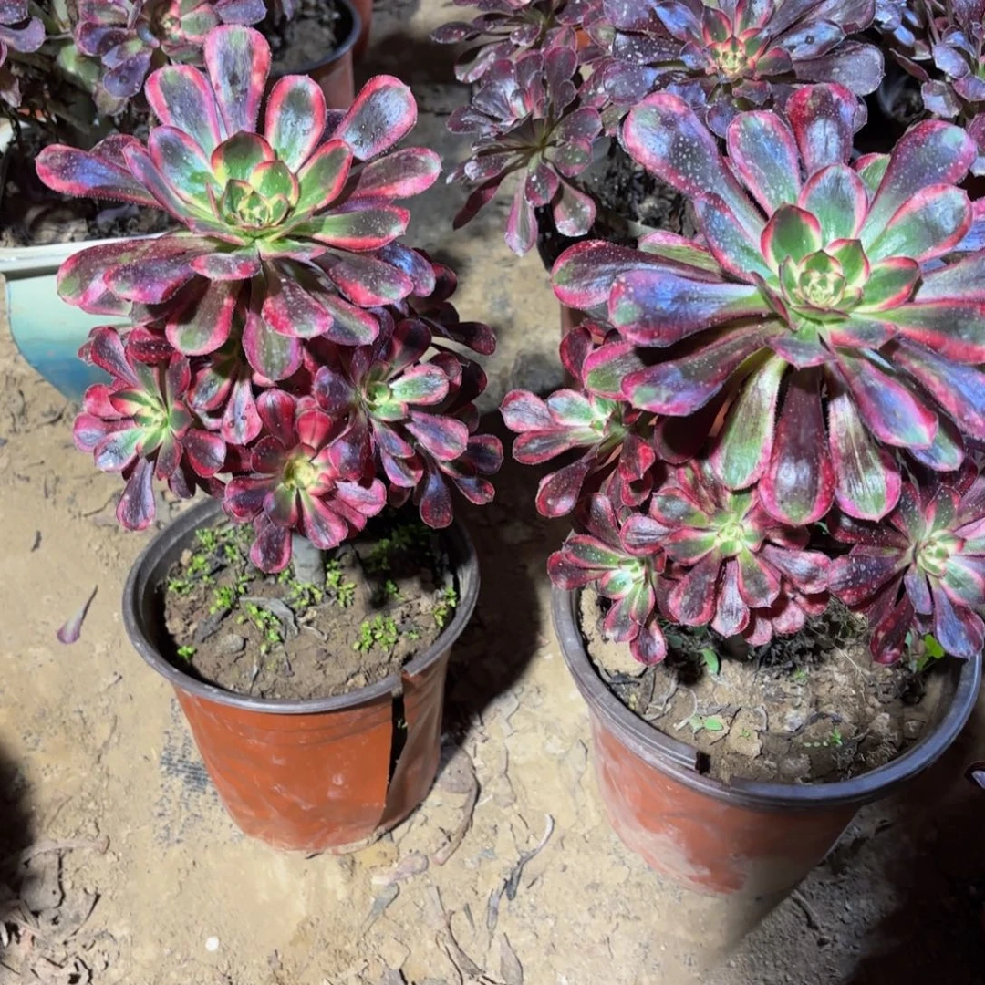 香奈儿9.9多肉植物