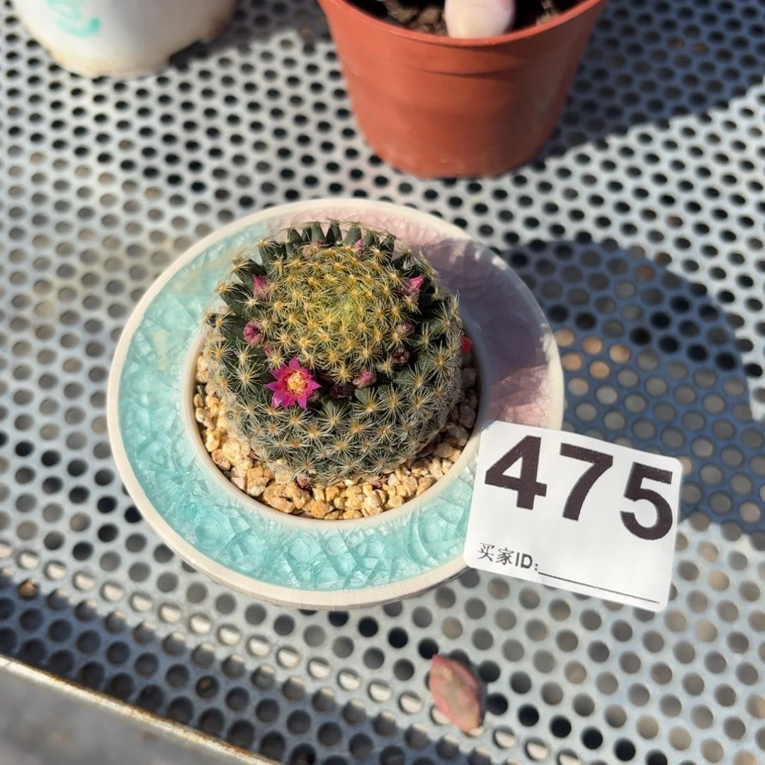 ****e明星仙人球带盆发货475