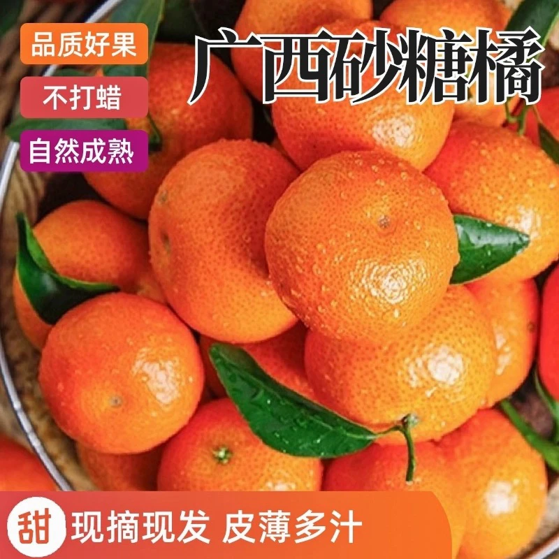 广西桂林正宗砂糖橘 现摘现发新鲜当季水果皮薄甜无籽桔子柑橘