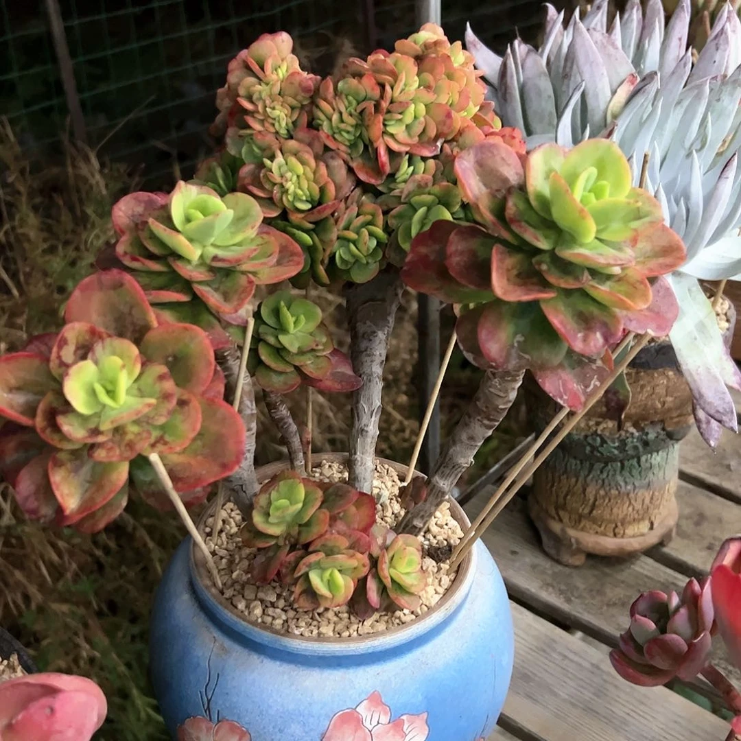 红梅缀88 零零多肉植物