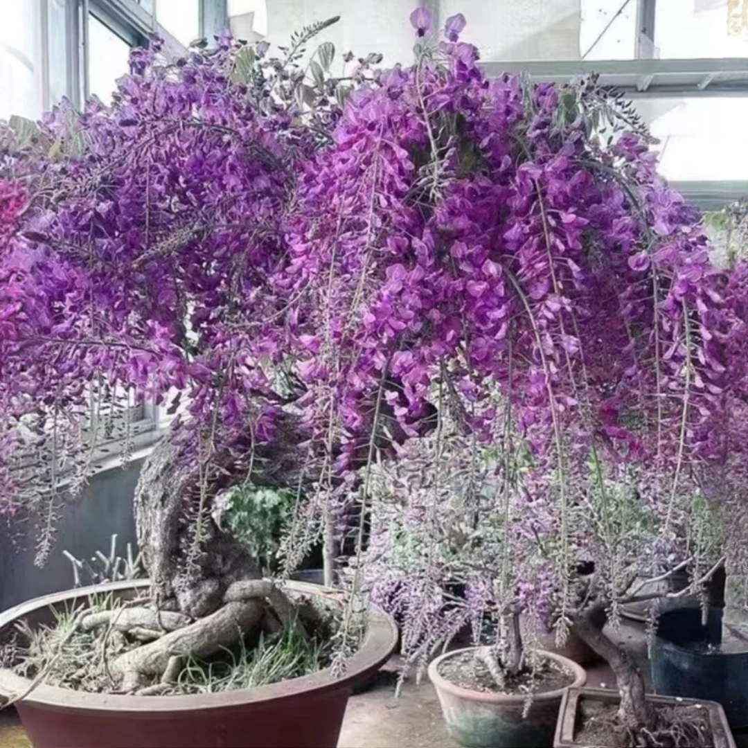 紫藤花树苗庭院爬藤植物四季开花地栽盆栽花卉