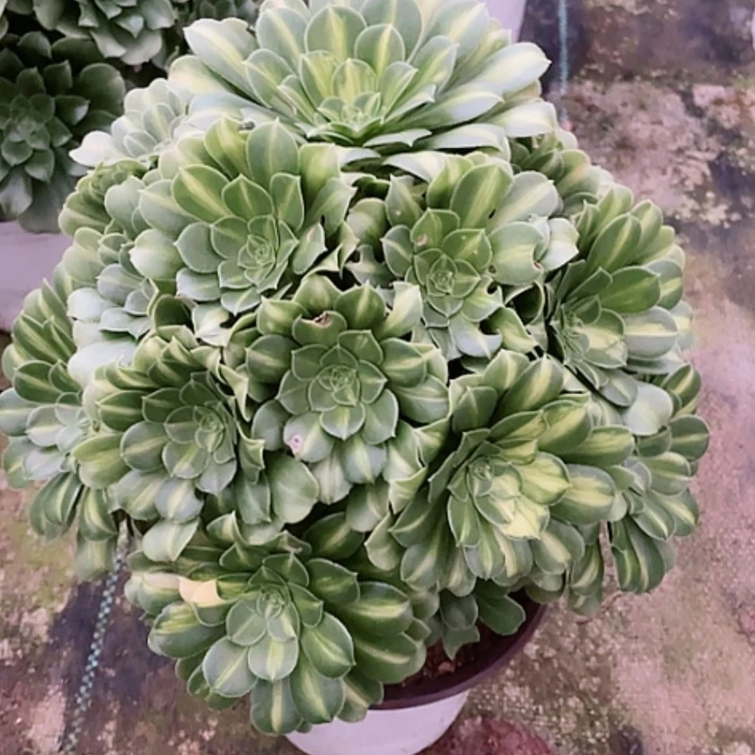 【闪购商品】法师好看也好，养翡翠琉璃