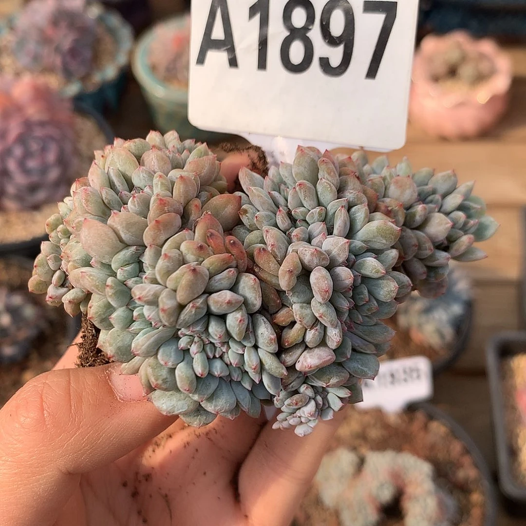 A1897 星影缀 横切繁殖