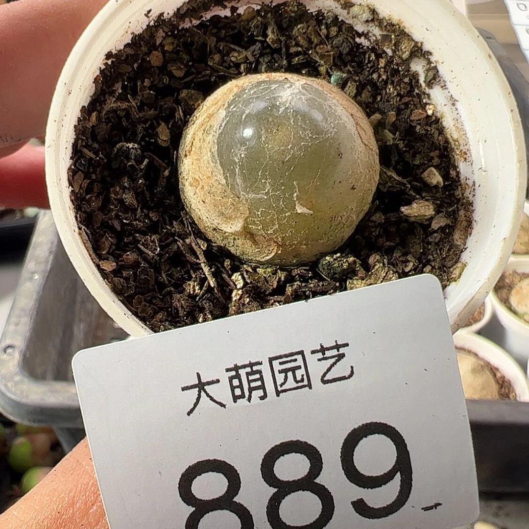 一物一拍带盆土发889