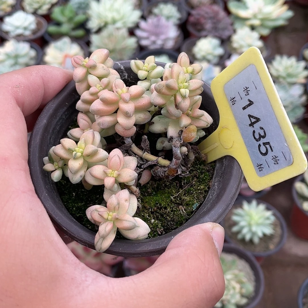 熊***生1435号多肉植物盆栽