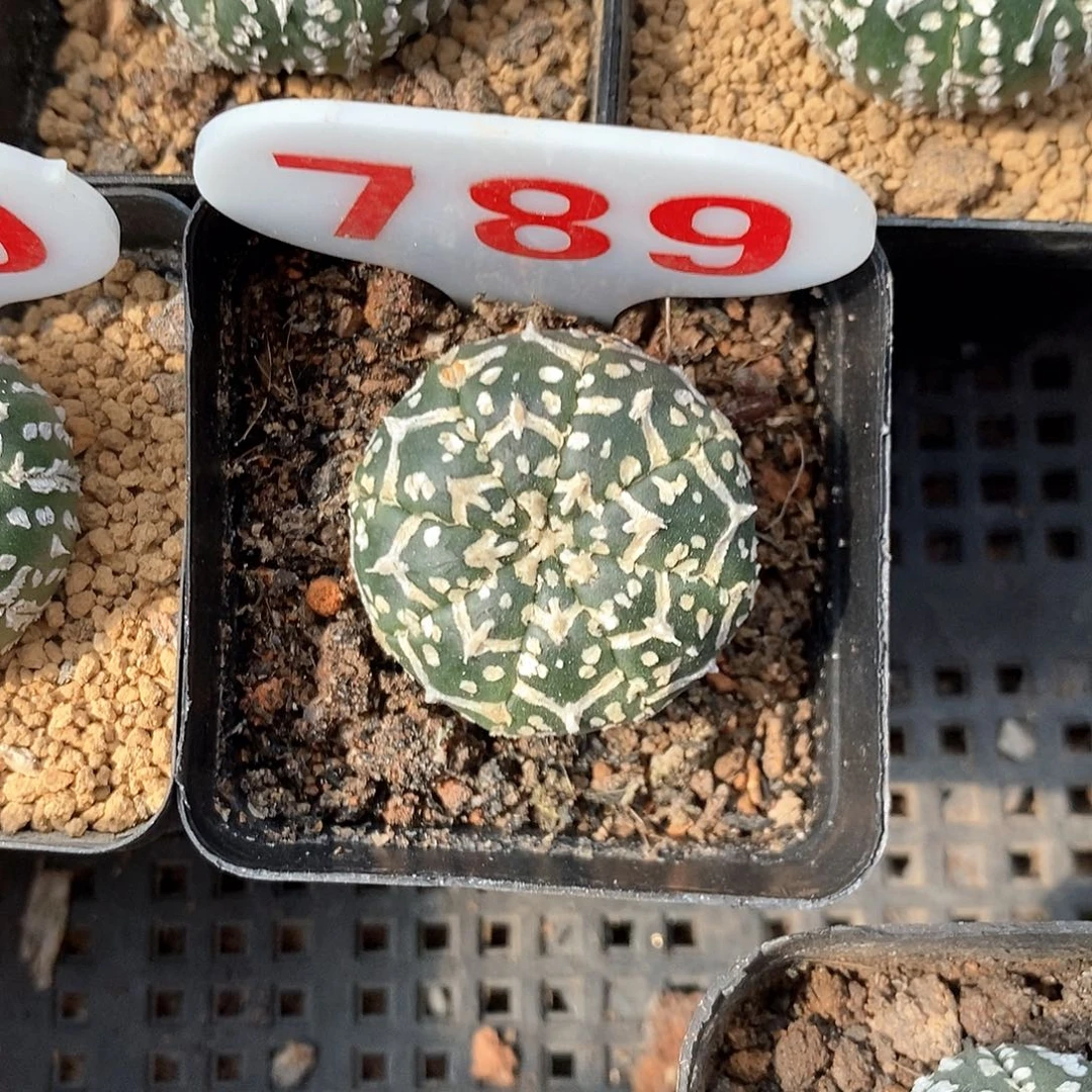789v兜福利大放送