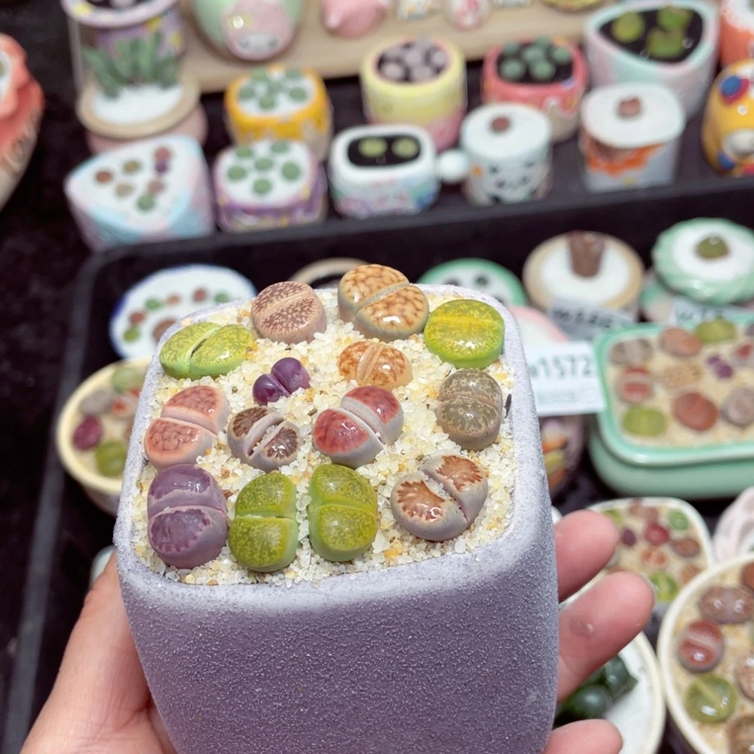 w1585 -零下地区拍保温箱-15支持寄养