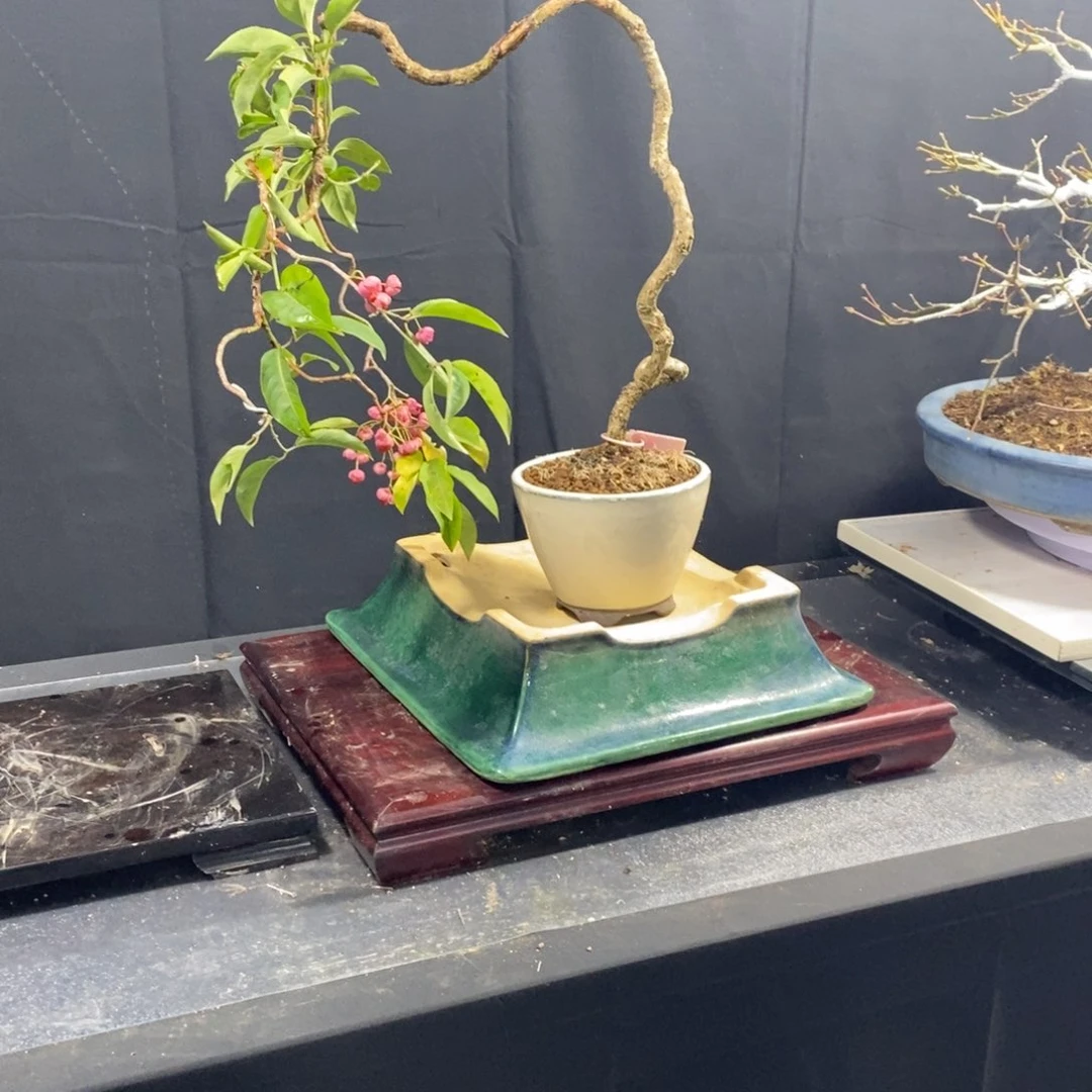 亮*津一物一拍自愿购买