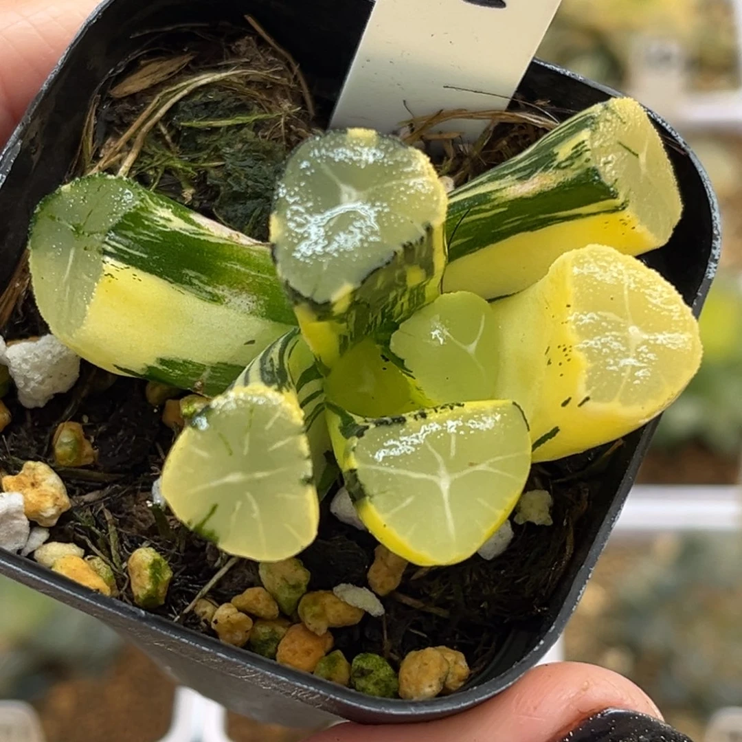 15玉龙万象锦福利专场