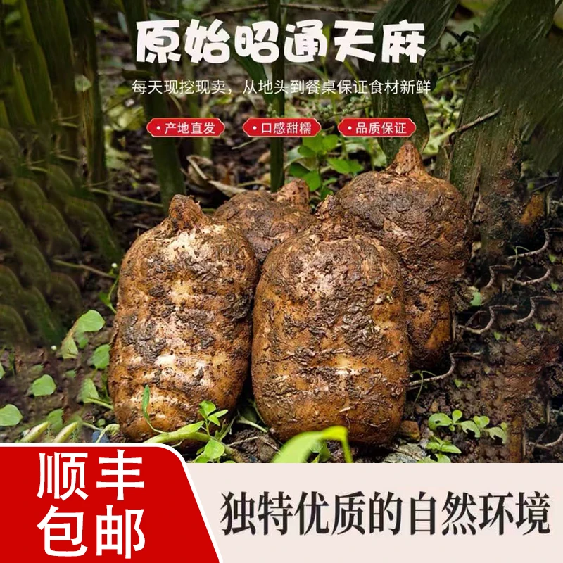 【劳模涛哥专属】新鲜天麻正宗云南昭通小草坝高山三年生长天麻正宗