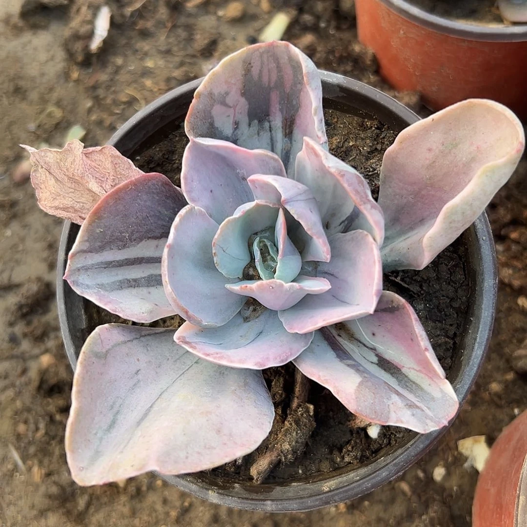 多肉植物的克拉锦