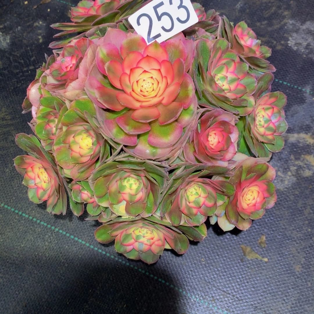 ****、法师多肉植物253荔枝