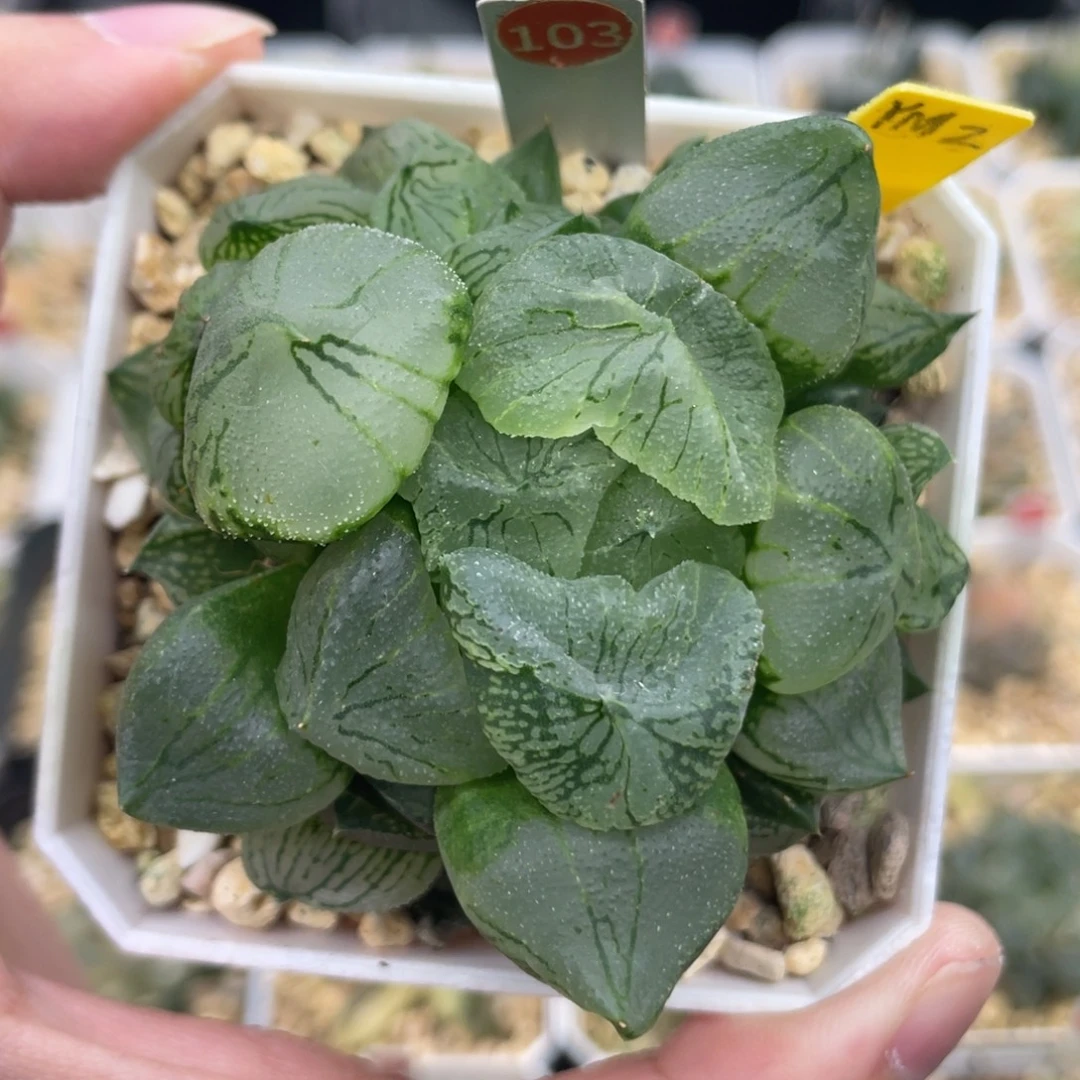 小蔡的菜园103花友专拍群生杨贵妃
