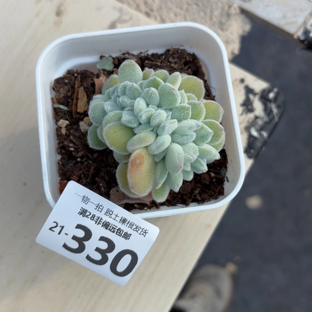 雪晃星多肉多肉多肉