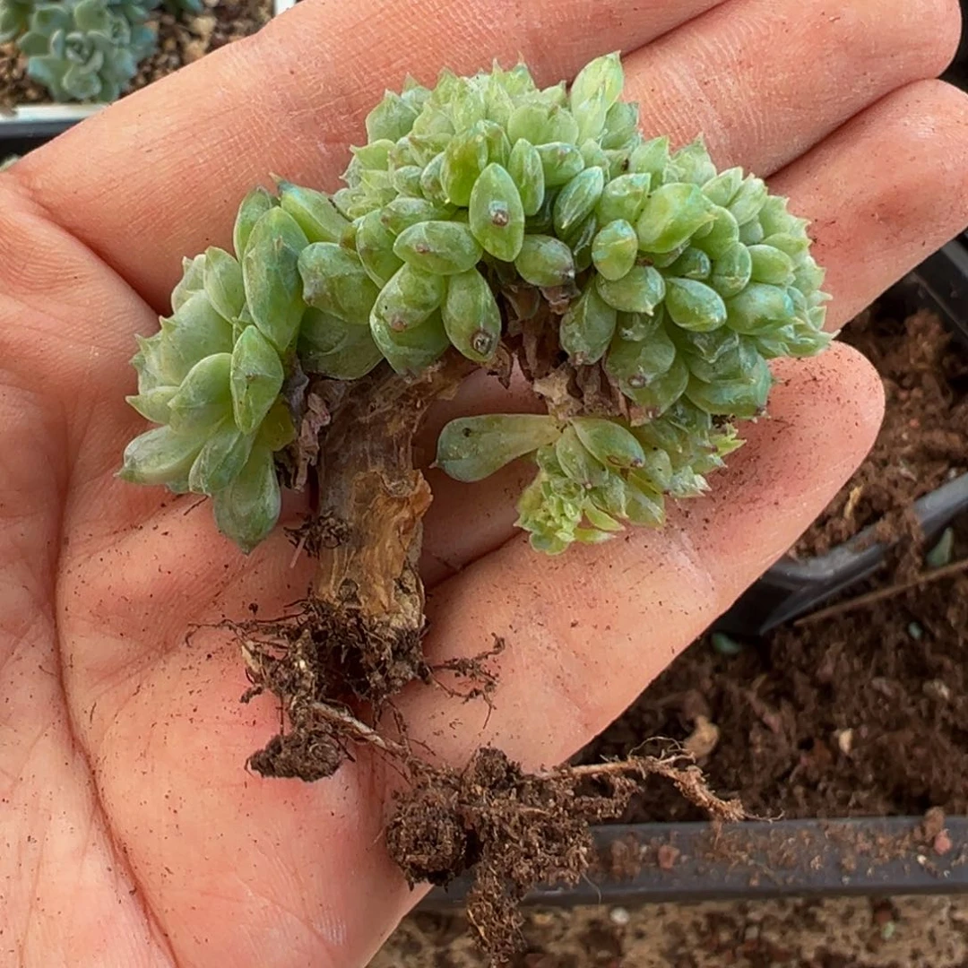 新年快乐 新年快乐 新年快乐