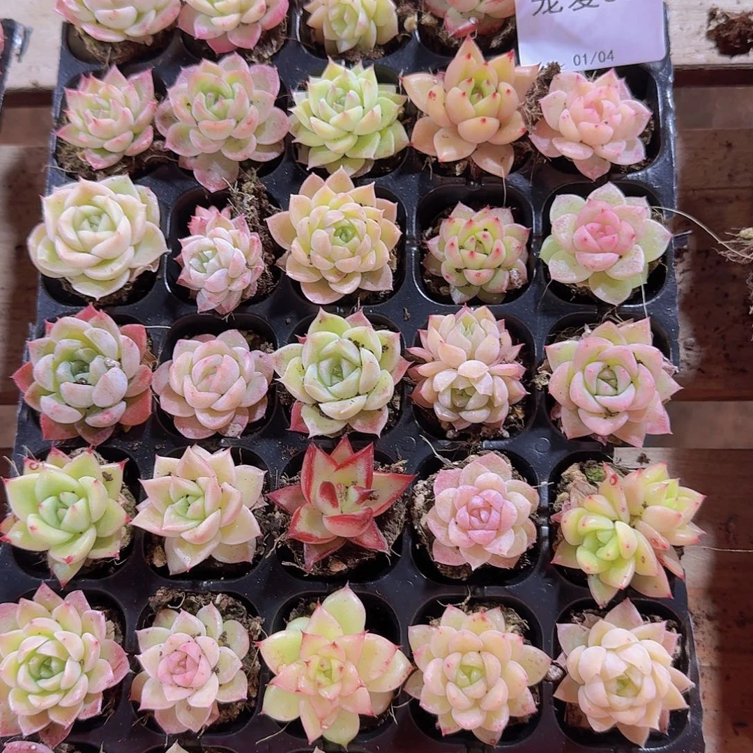 直播福利一物一拍569