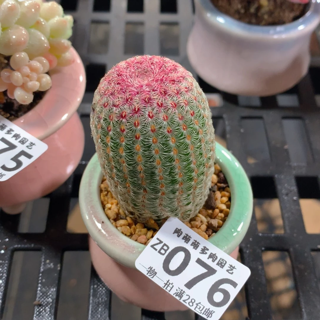 肉萌萌拇指盆精控多肉ZB076