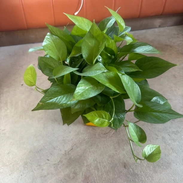 新疆包邮绿萝室内吸除甲醛好养植物净化空气水培花卉