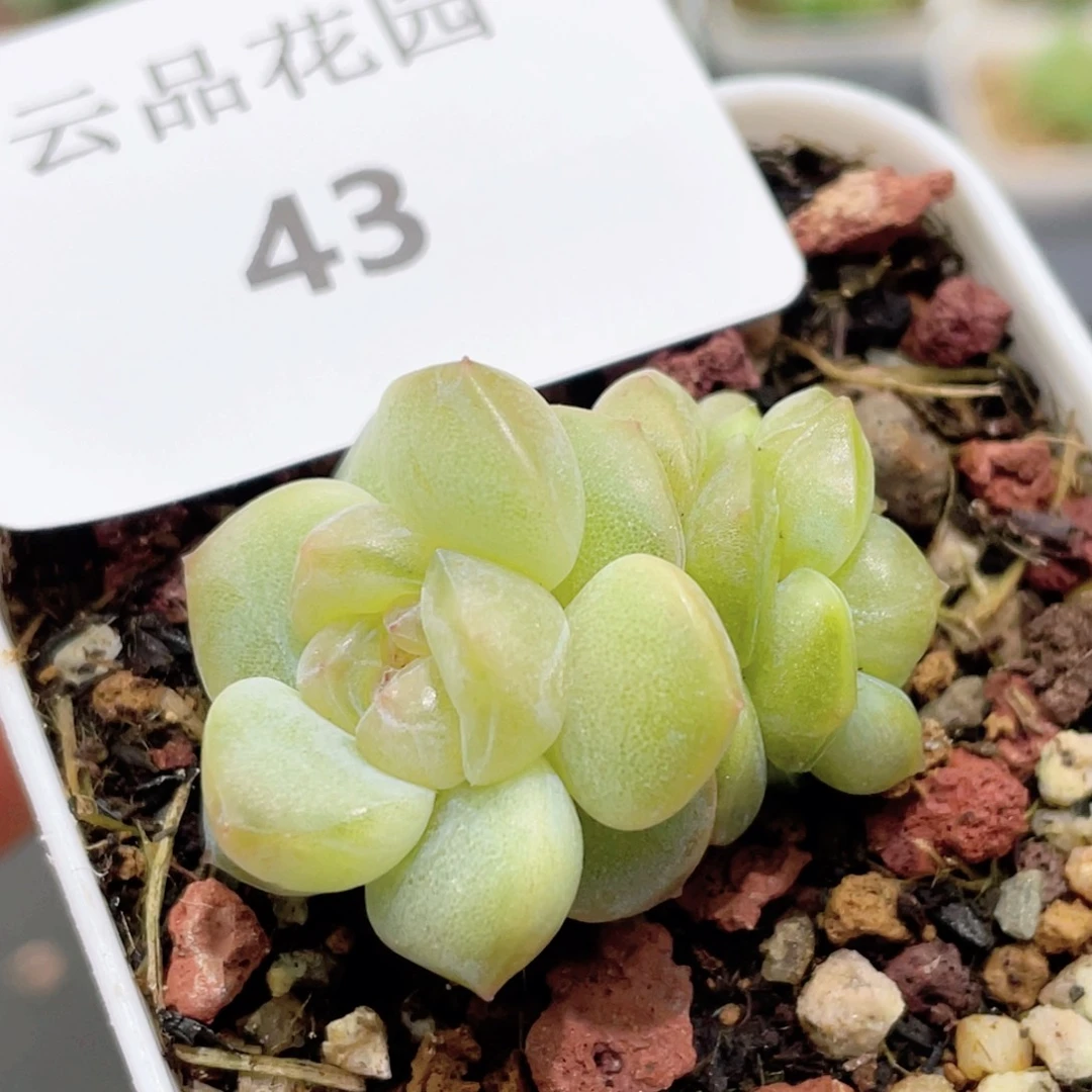 43号糖心冰心珍妮 幻梦