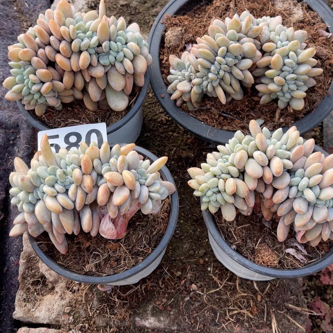 580号粉兔缀户4颗60元